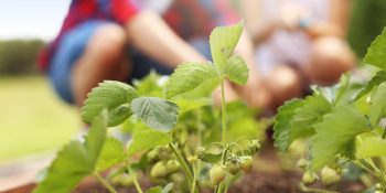 Urban Gardening Program